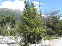 Podocarpus salignus