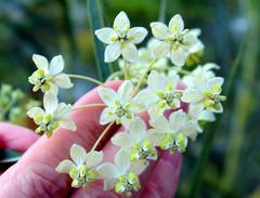Gomphocarpus fruticosus fruticosus