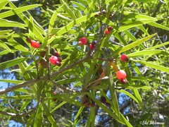 Podocarpus salignus