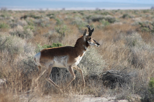 Pronghorn photographed in Nevada