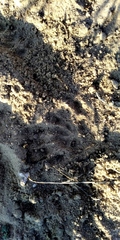 Marmota bobak