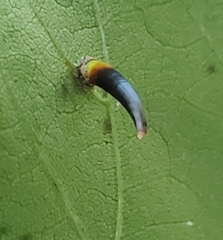 Caryomyia subulata