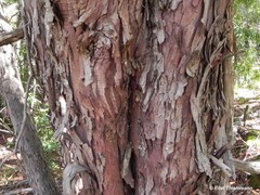 Podocarpus salignus