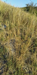 Tridens albescens