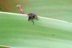 Bromophila caffra