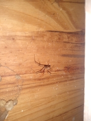 Latrodectus geometricus