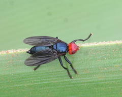 Bromophila caffra