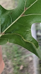 Macrodiplosis qoruca