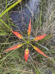 Lilium catesbaei image