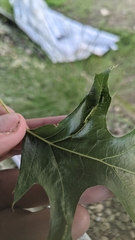 Macrodiplosis qoruca