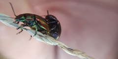 Chrysolina cerealis