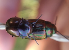 Chrysolina cerealis