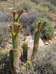 Trichocereus spachianus