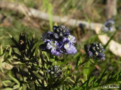 Polygala gnidioides