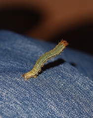 Epiphryne verriculata