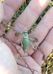 Ephippiger ephippiger