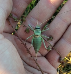 Ephippiger ephippiger