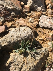 Papaver radicatum kluanense