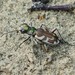 Adroit Tiger Beetle - Photo (c) Matthias Buck, some rights reserved (CC BY-NC), uploaded by Matthias Buck