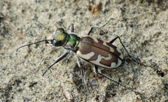 Cicindela lengi versuta