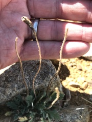 Papaver radicatum kluanense