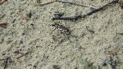 Cicindela lengi versuta