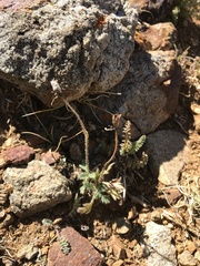 Papaver radicatum kluanense