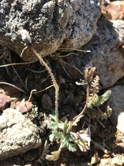 Papaver radicatum kluanense
