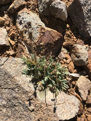 Papaver radicatum kluanense