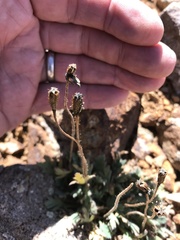 Papaver radicatum kluanense