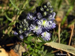 Polygala gnidioides