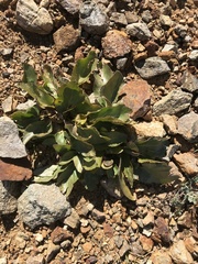 Senecio amplectens holmii