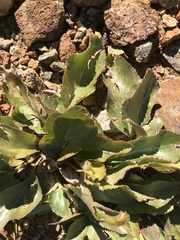 Senecio amplectens holmii