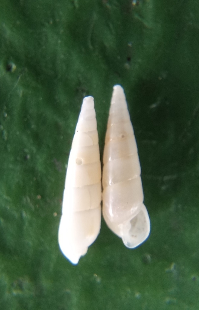 Puposyrnola tasmanica