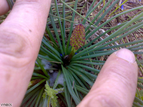 Drimia fragrans