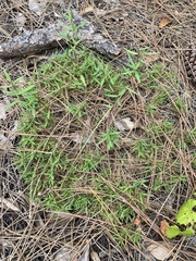 Dichanthelium patulum