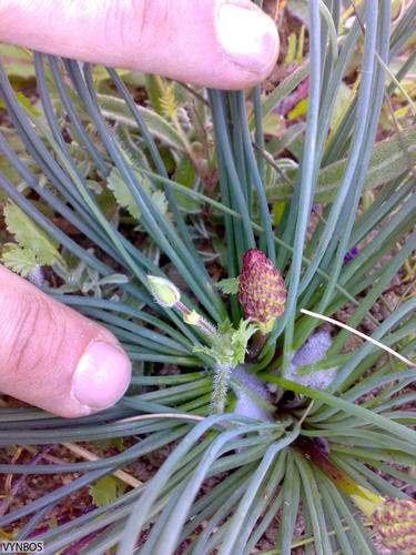 Drimia fragrans