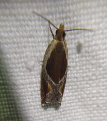 Ancylis unculana