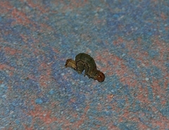 Epiphryne verriculata