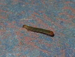 Epiphryne verriculata