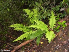 Polystichum chilense