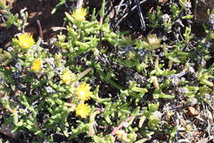 Mitrophyllum clivorum