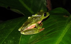 Agalychnis moreletii