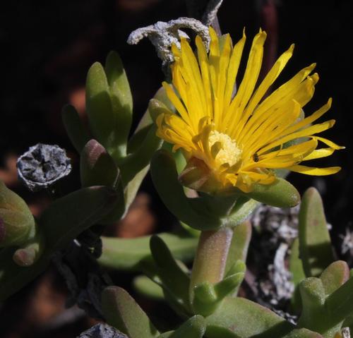 Mitrophyllum clivorum Schwantes