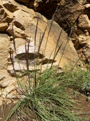Muhlenbergia emersleyi