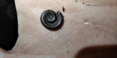 Rossiulus kessleri