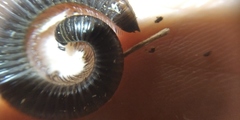 Rossiulus kessleri