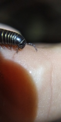 Rossiulus kessleri