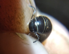 Rossiulus kessleri