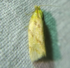 Clepsis pallidana